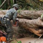 puerto-rico-tree-1800-500_20170927